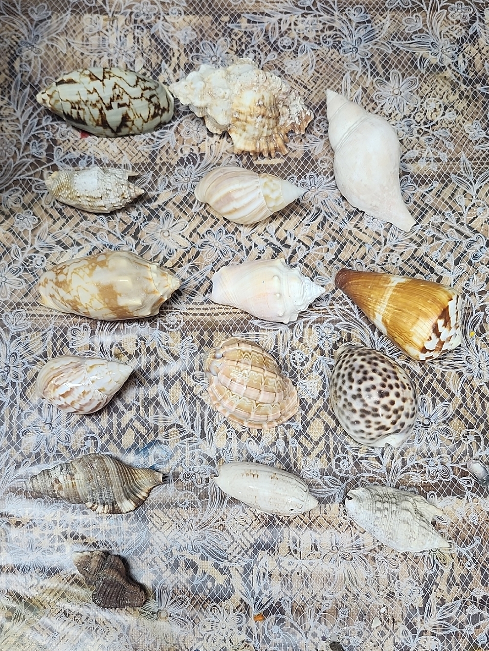 10pc Shells EUC